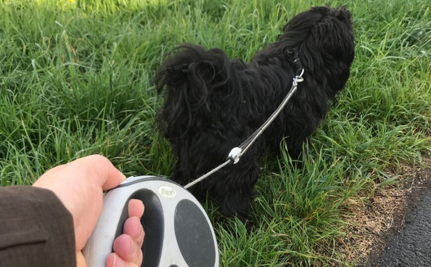 Anleinpflicht. Selbst wenn der Hund angeblich nur spielt und immer „bei Fuß“ geht, gilt in Eschenburg vom 15. März bis 15. Juni eine Anleinpflicht.