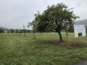 Obstbaum-Paten gesucht: Noch 37 Bäume frei